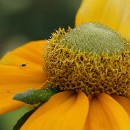 FG Mannheim 16 Motzko Josef